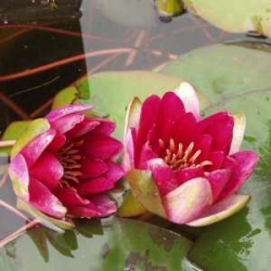 nymphae laydekeri fulgens - nilüfer